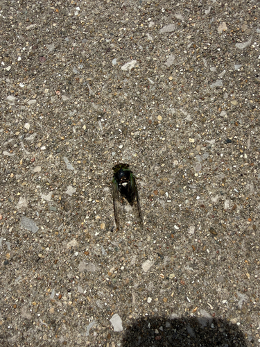 Swamp Cicada