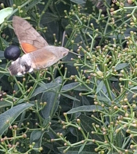Eurasian Hummingbird Hawkmoth