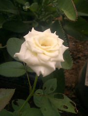 Rosa