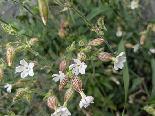 white campion