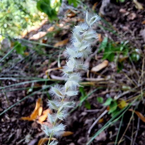 Melica ciliata, photograph 5