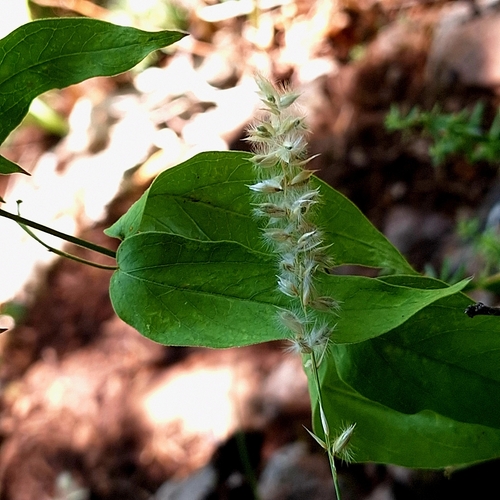 Melica ciliata, photograph 6
