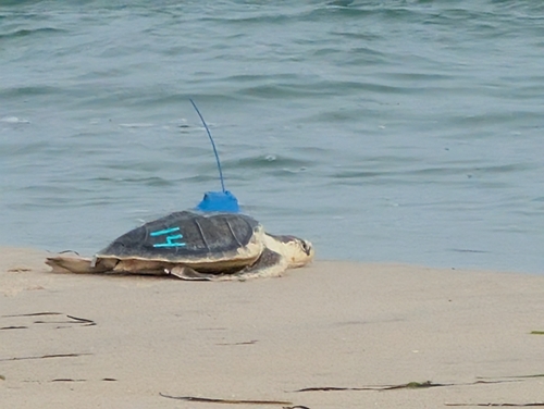 Kemp's Ridley Sea Turtle observed by hcoste