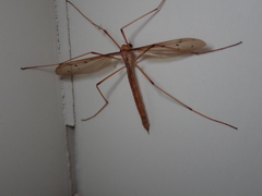 Tricyphona