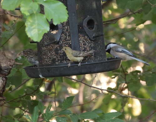 Lesser Goldfinch
