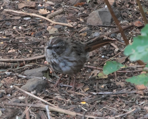 Song Sparrow
