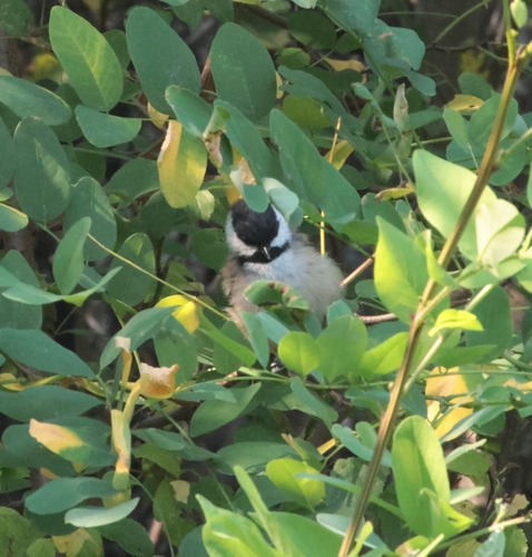 Black-capped Chickadee