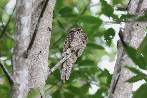 Common Potoo