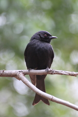 Dicrurus adsimilis
