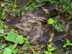 Nyctidromus albicollis