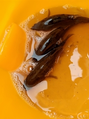 Perccottus glenii