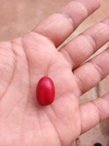 Synsepalum dulcificum observed 2026-08-12