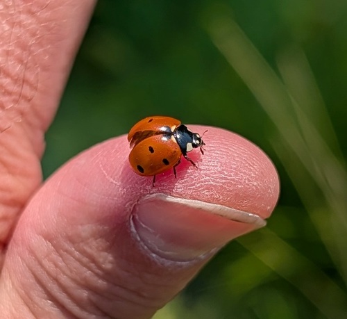 Seven-spotted Lady Beetle
