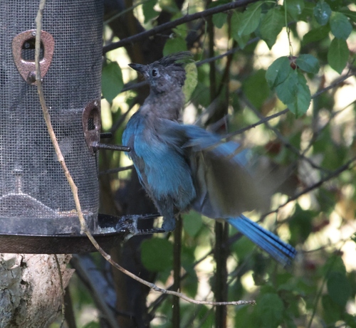 Steller's Jay