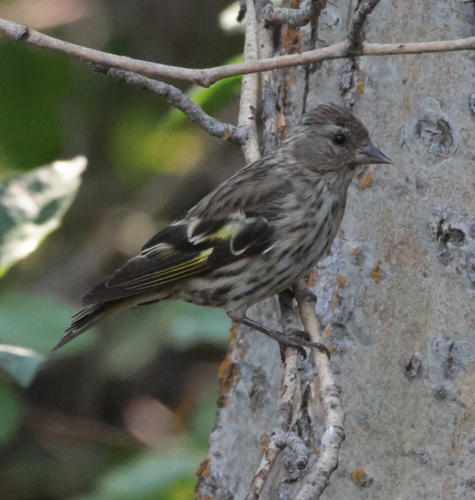Pine Siskin