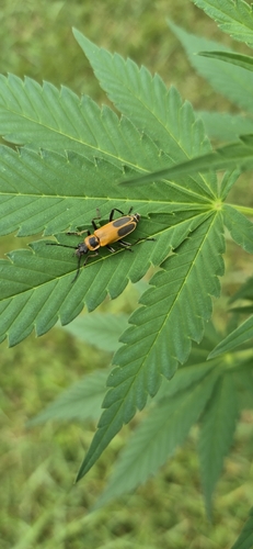 Chauliognathus omissus observed 2026-08-13
