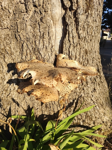 Dryad's Saddle