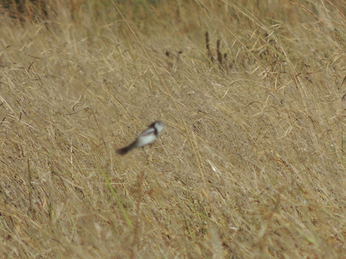 Cock-tailed Tyrant