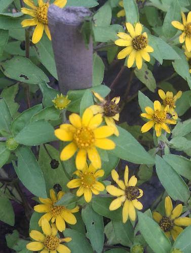 acahual amarillo (Flora Singapore List M) · iNaturalist