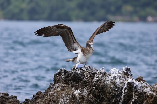 Blue-footed Booby