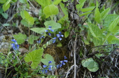 Polygala amara brachyptera