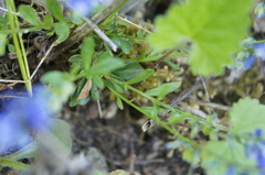 Polygala amara brachyptera