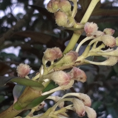 Epidendrum exasperatum