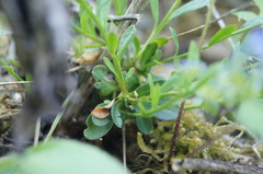 Polygala amara brachyptera