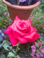 Rosa