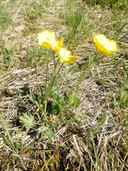 Ranunculus pedatifidus