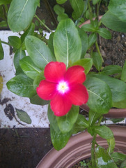 Catharanthus roseus