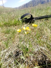 Ranunculus pedatifidus
