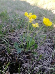 Ranunculus pedatifidus