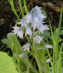 Hyacinthoides hispanica