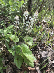 Tiarella cordifolia