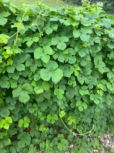 ivy-leaved morning-glory