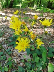 Hieracium humile