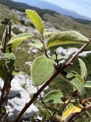 Spiraea cana