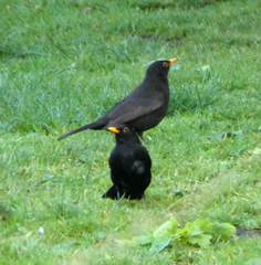 Turdus merula