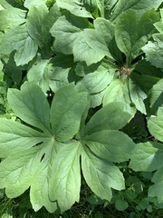 Podophyllum