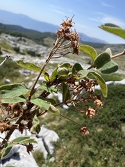 Spiraea cana, photograph author not stated, no rights reserved
