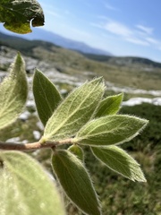 Spiraea cana, photograph author not stated, no rights reserved