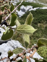 Spiraea cana, photograph author not stated, no rights reserved