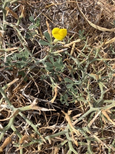 Lotus cytisoides, photograph 1