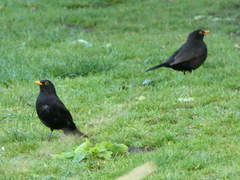 Turdus merula