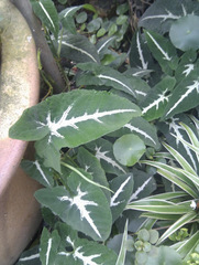Syngonium wendlandii