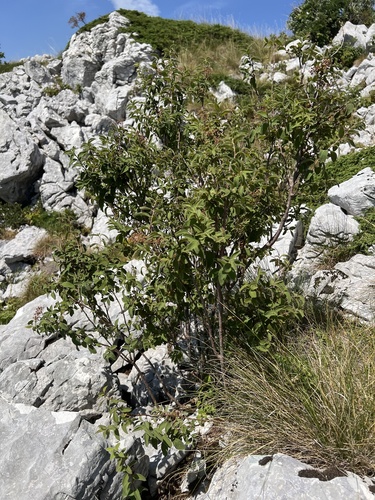 Spiraea cana, photograph 5