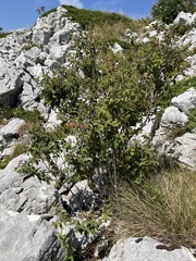 Spiraea cana, photograph author not stated, no rights reserved