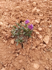 Astragalus spatulatus