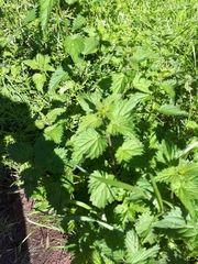 Urtica dioica